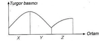 Turgor Basıncı Özellikleri ve Faydaları Nelerdir? Turgor Basıncı Özellikleri ve Faydaları Nelerdir?