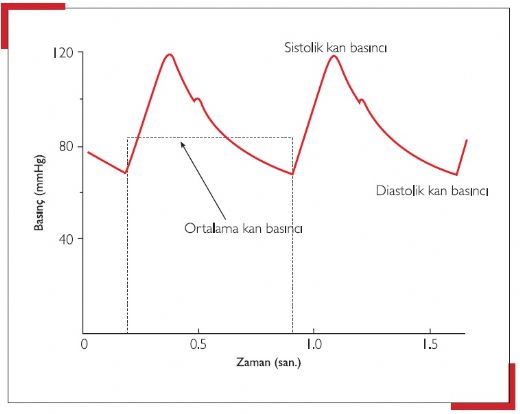 Sistolik Basn